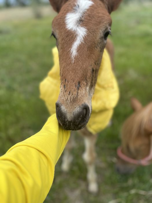 Жеребец лошадь