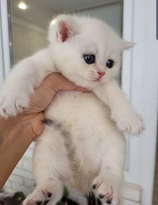 Элитные Котята британские шиншиллы