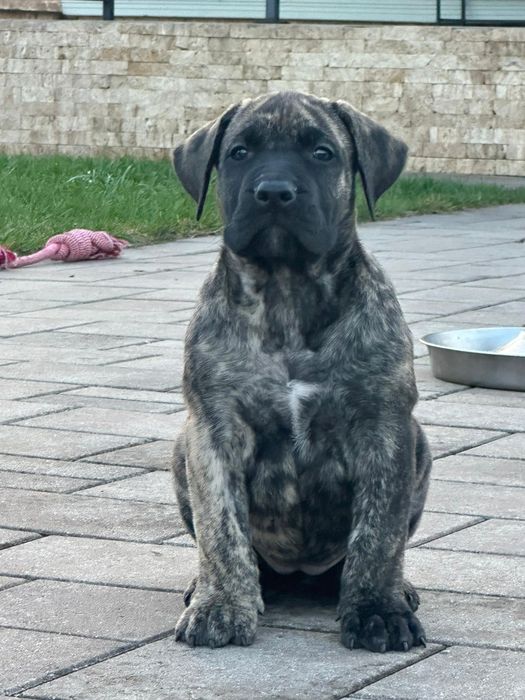 Presa Canario, Pedigree FCI tip A, Părinți Campioni,