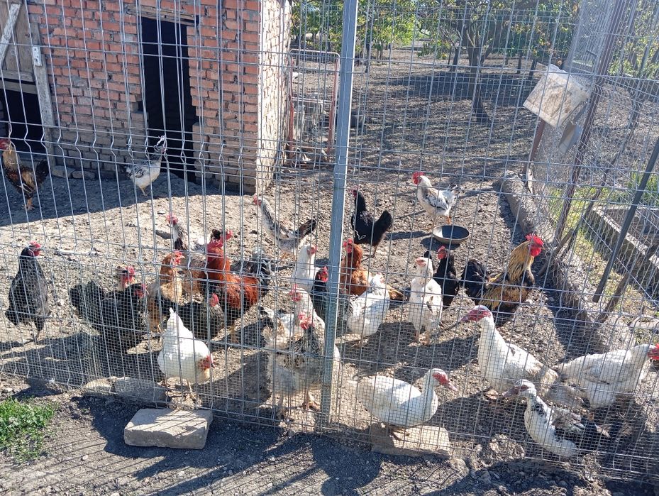 Vând oua de casă!