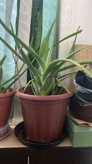 Алое сатылады. Комнатные растение