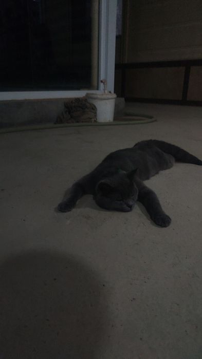 British Shorthair (Blue)