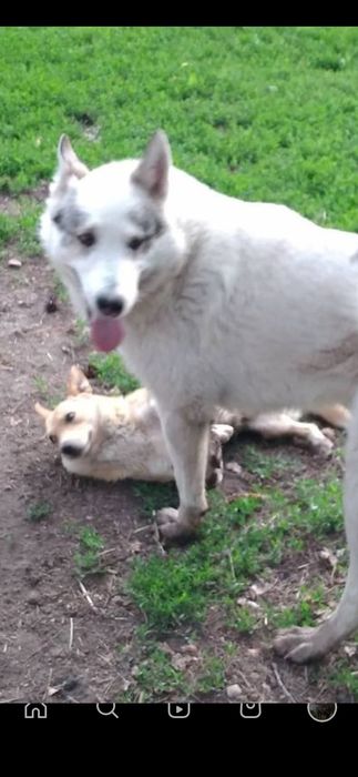 Пропала Лайка в г. Текели