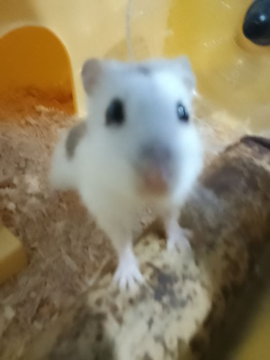 Хомяк Самка хороший