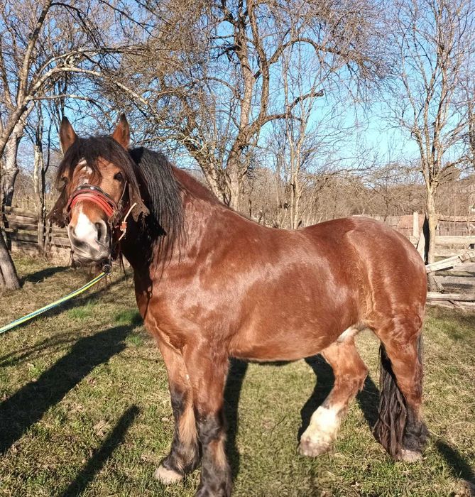 Cal in varsta de 4 ani