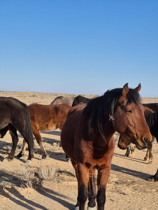 7 жасар тәуір айғыр сатылады
