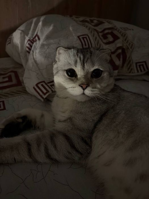 Кот веслоухий шотландец