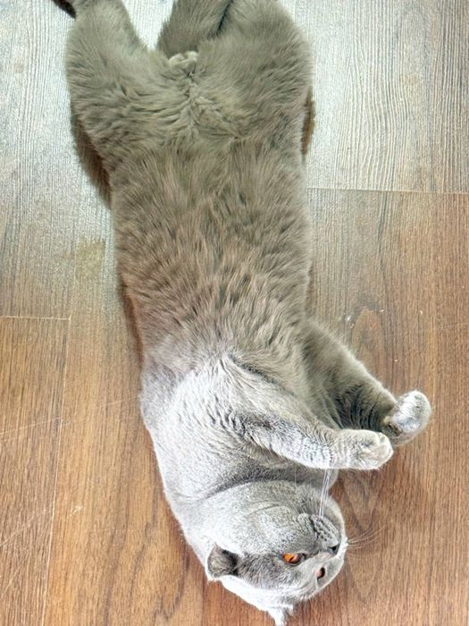 Scottish Fold sotiladi