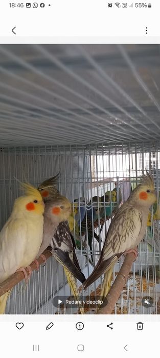 Papagali nimfe cu moț