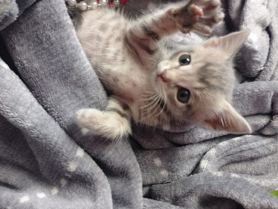 Отдам котенок крысолов