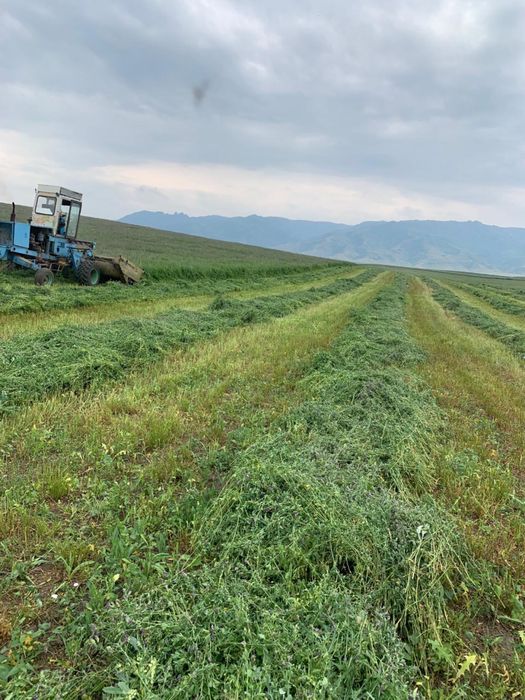 Сено в рулонах Люцерна