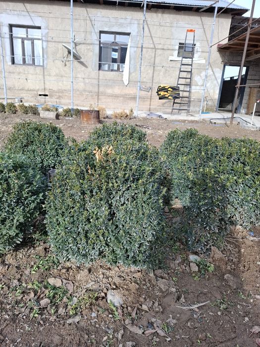 Шамшит сатылады самал 3