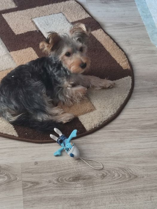 Vând cătel jucăuș Yorkshire terrier mini-toi