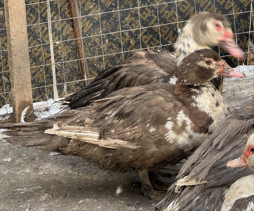 Индоутки разных возрастов