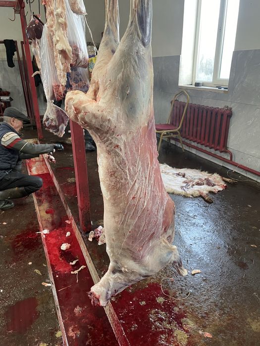 Қой тоқты бараны