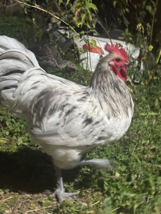 Cocoși Australop și alte rase