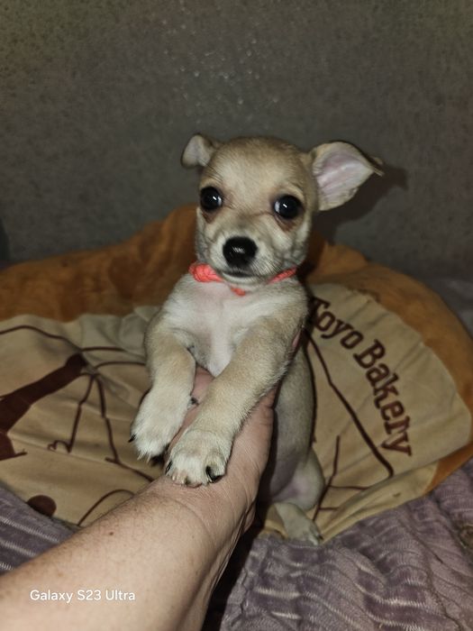 Девчушка чихуахуа стандарт