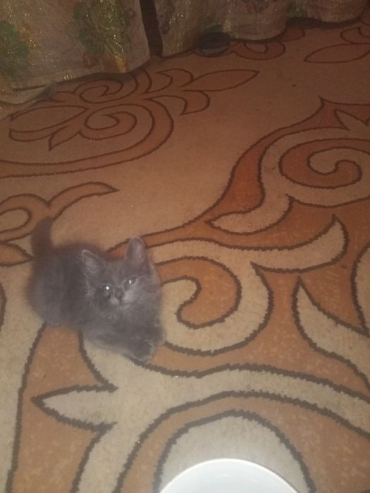 Котенок девочка чистоплотная