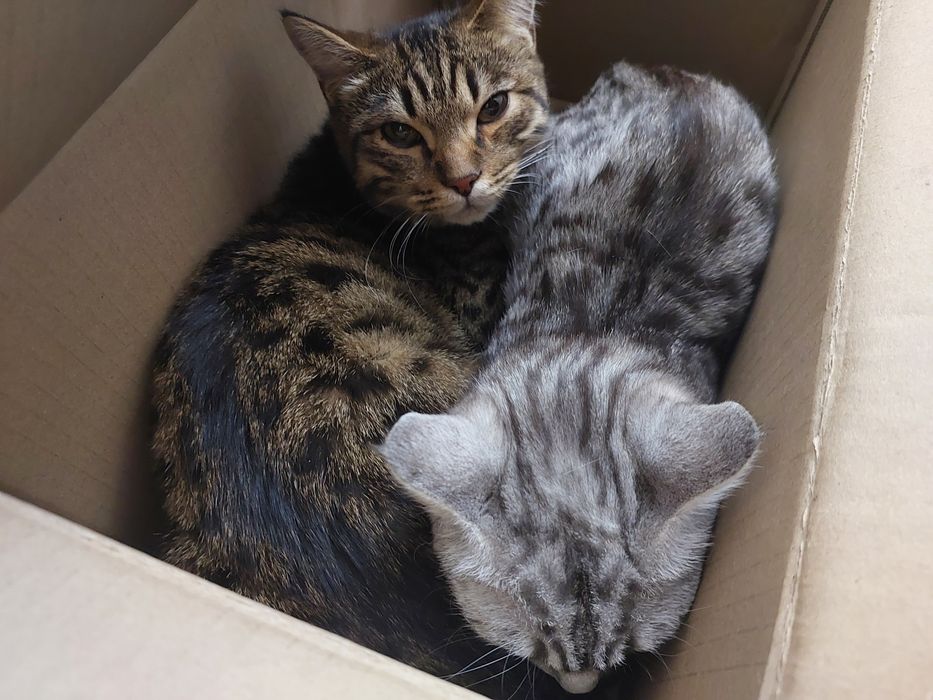 Кошечки Бесплатно