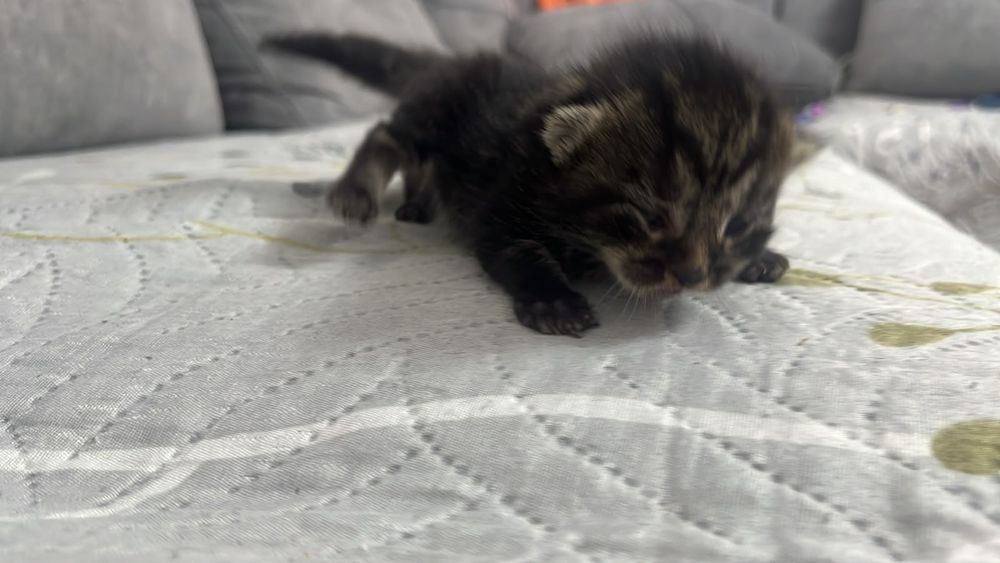 Продам красивых котят