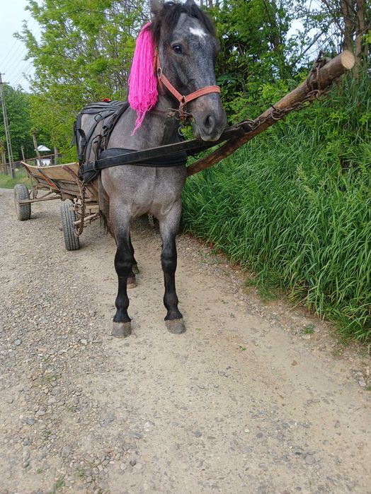 Vand mânz de un an