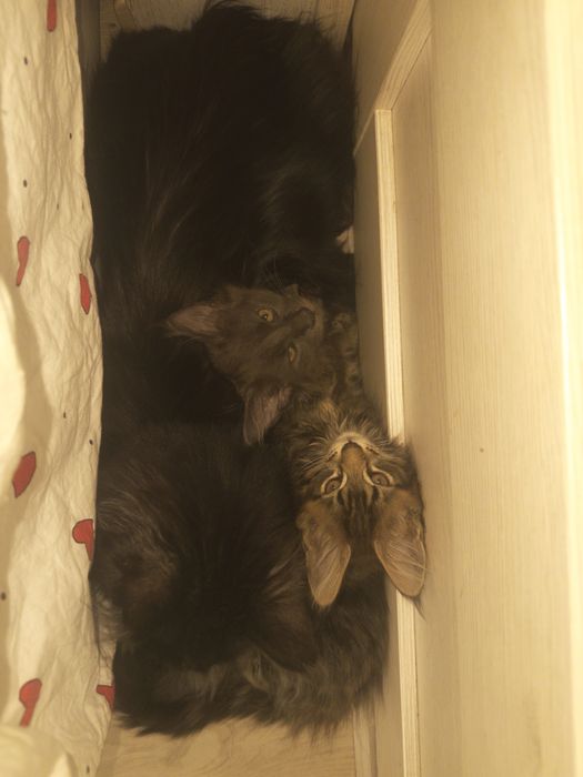 Котята породы Мэйн-кун
