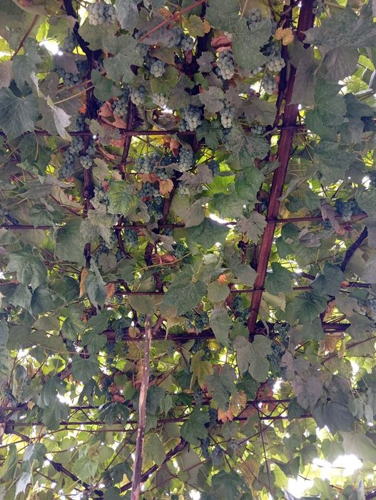 Vând struguri alb și negru hibrid