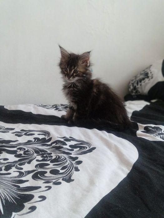 Продам котят Мейн Кун