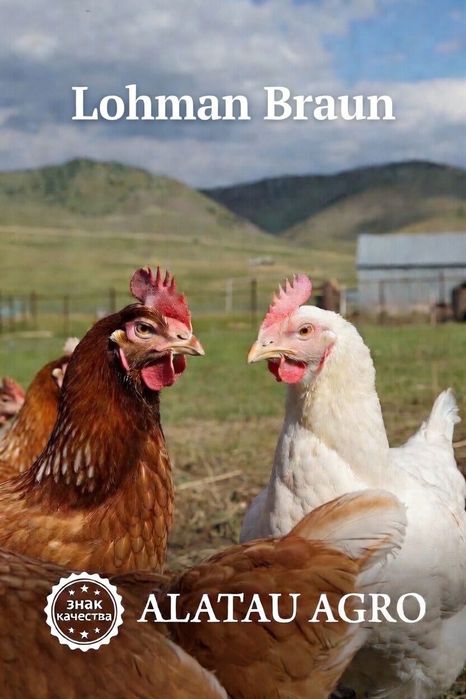 Куры Несушки Ломан