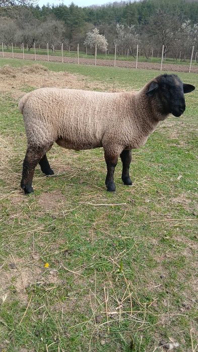 Vand berbecuti suffolk