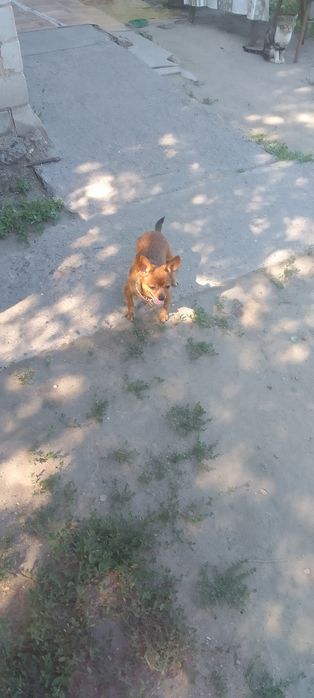 Здрастуйте продаю.сабаку