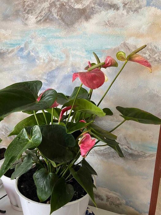 Розовый атуриум.