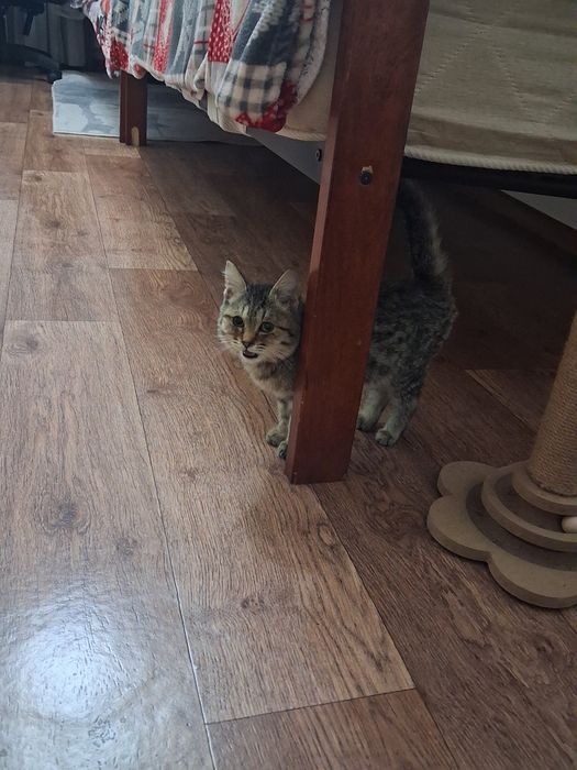 Котенок маленький