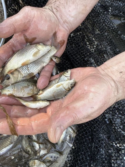 Малёк Сазан Карп Амур