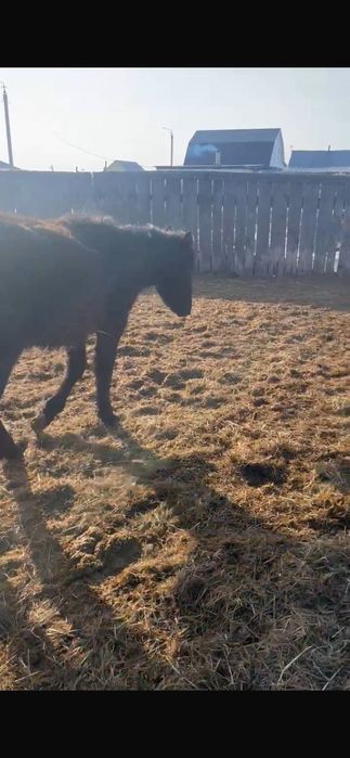 Продам кобыл.   .