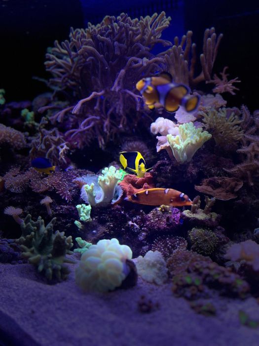 Аквариум морской