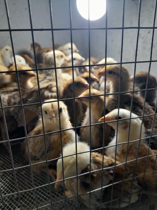 Цыплята Кучинский юбилейный