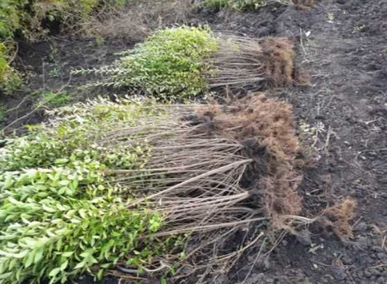 Ovalifolium Ligustrum Vulgare 1m+ 50cm 30cm