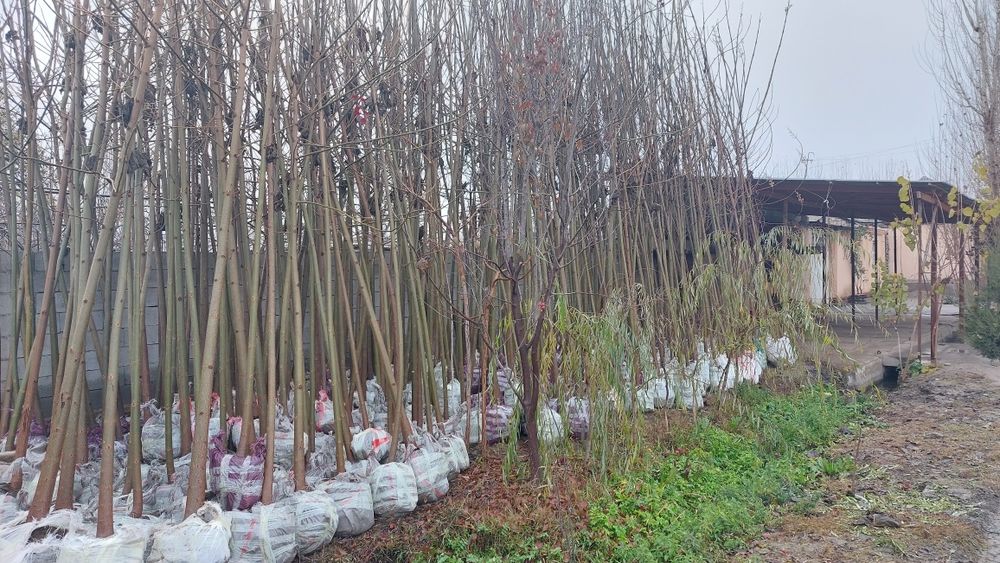 Дерево Павловния