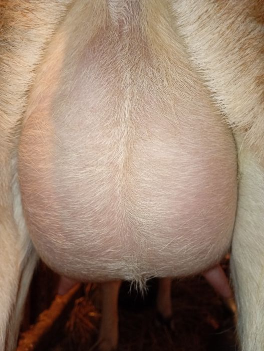 Anglonubiana cu pedigree, Linie Germania.