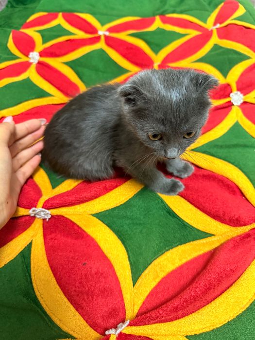 Маленький красивый котенок