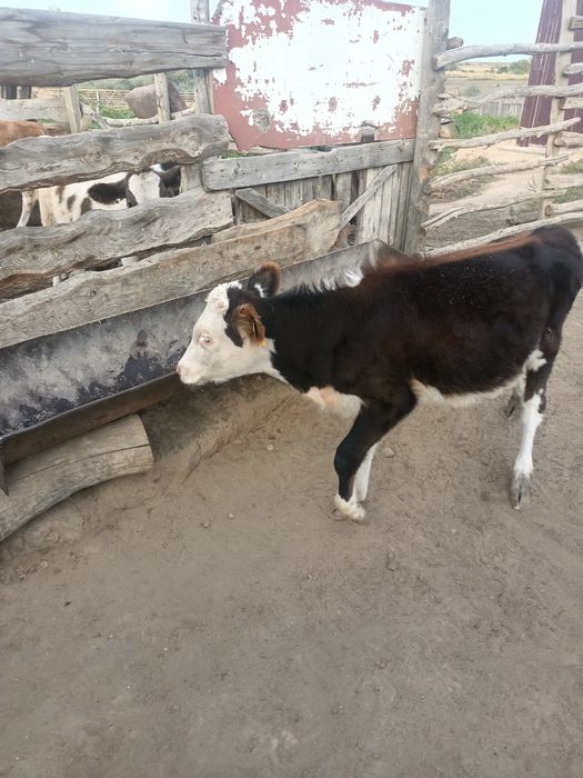 Продам телят и бычка,