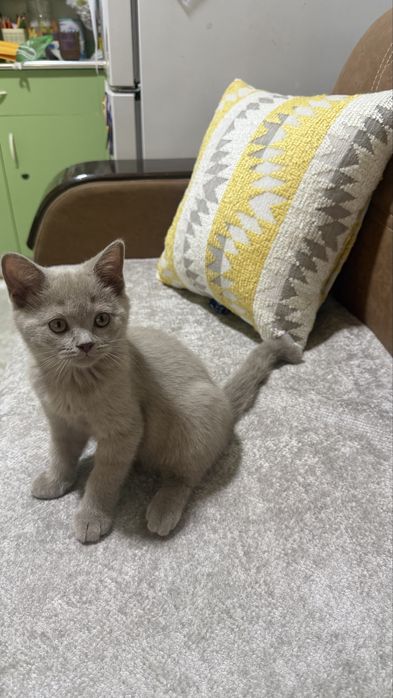 Продается Котенок лилового окраса !