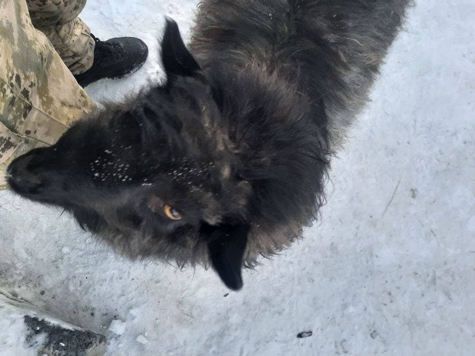 Продам Козлика ручного