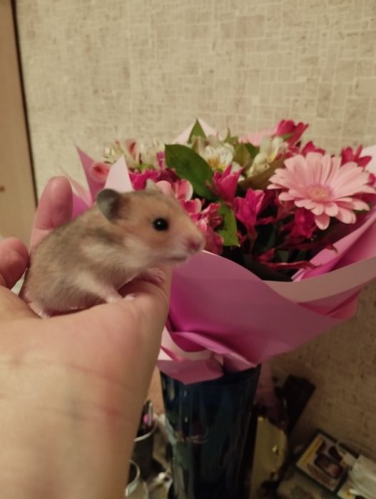 Домики,поилки,контейнеры для хомячков