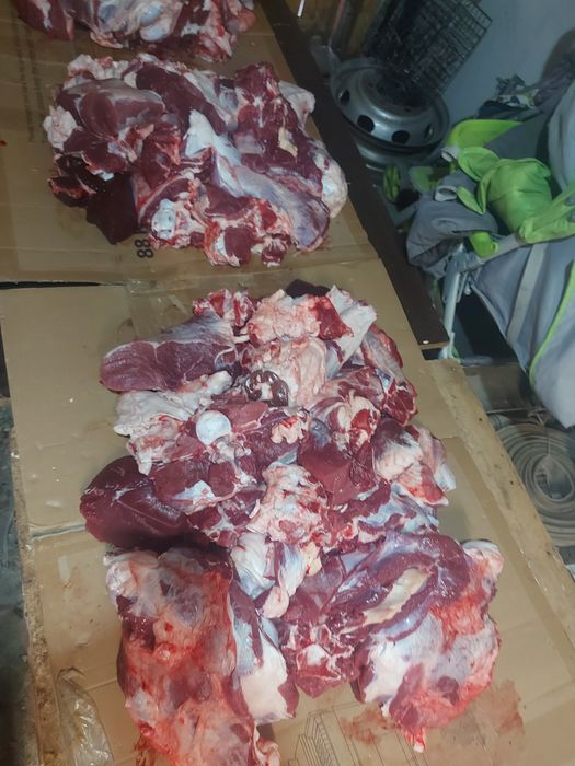 Семіз қашарлар сатылады 2100 теңге