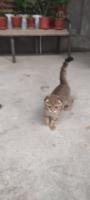 Кошка мушук скоттиш фолд