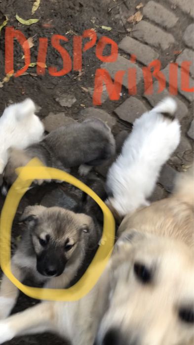 Donez pui metis ciobanesc mioritic