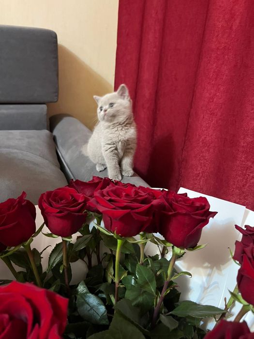 Продам британца два месяца