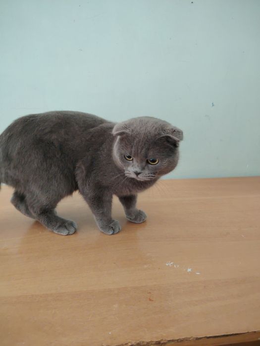 Mushugumiz ogil bola